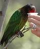 /album/lori-rudocely-yellow-streaked-lory/lori-rudocely-3-jpg/